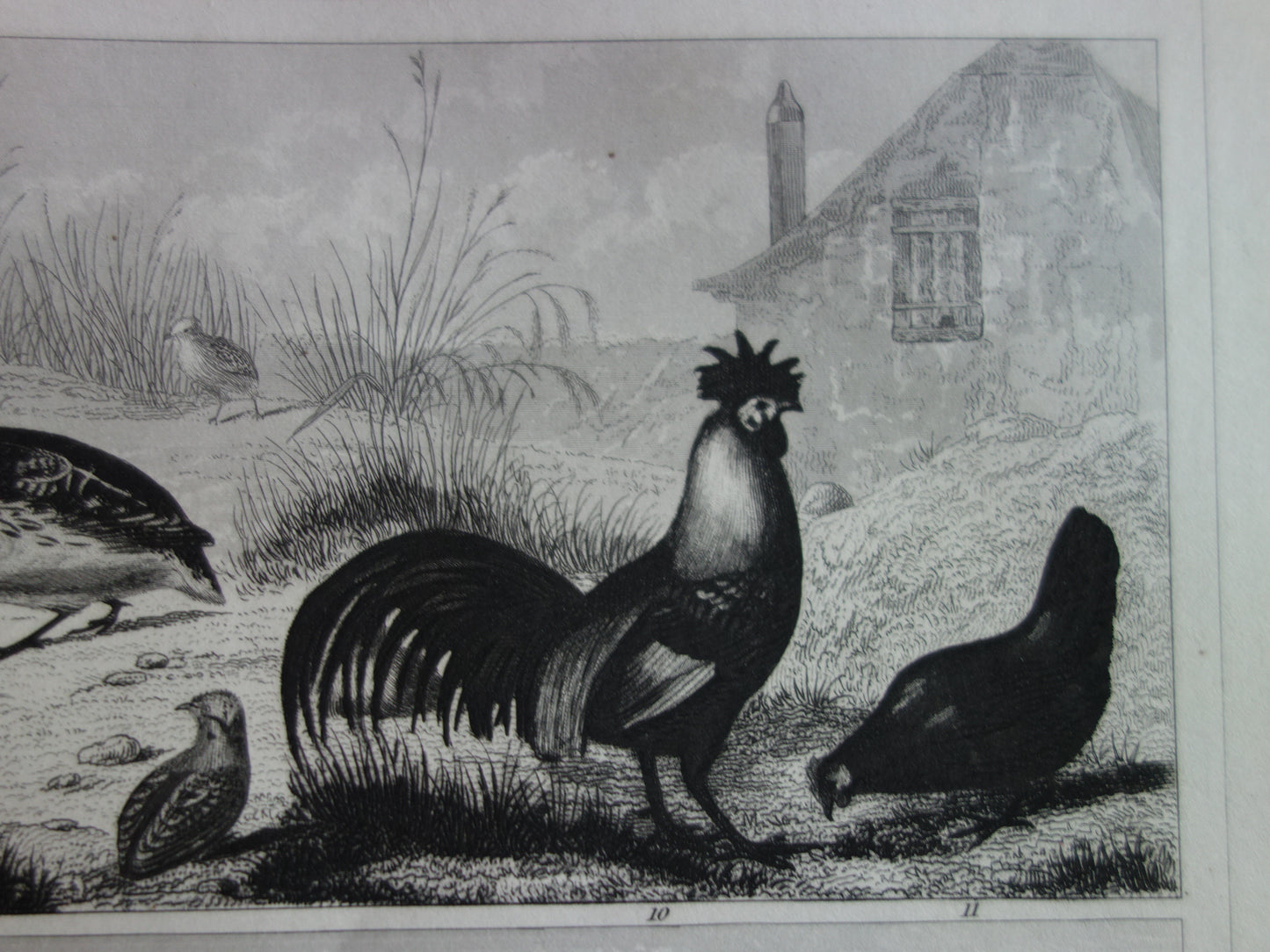 BIRDS antique print original 170+ year old illustration of chicken rooster turkey quail vintage bird print