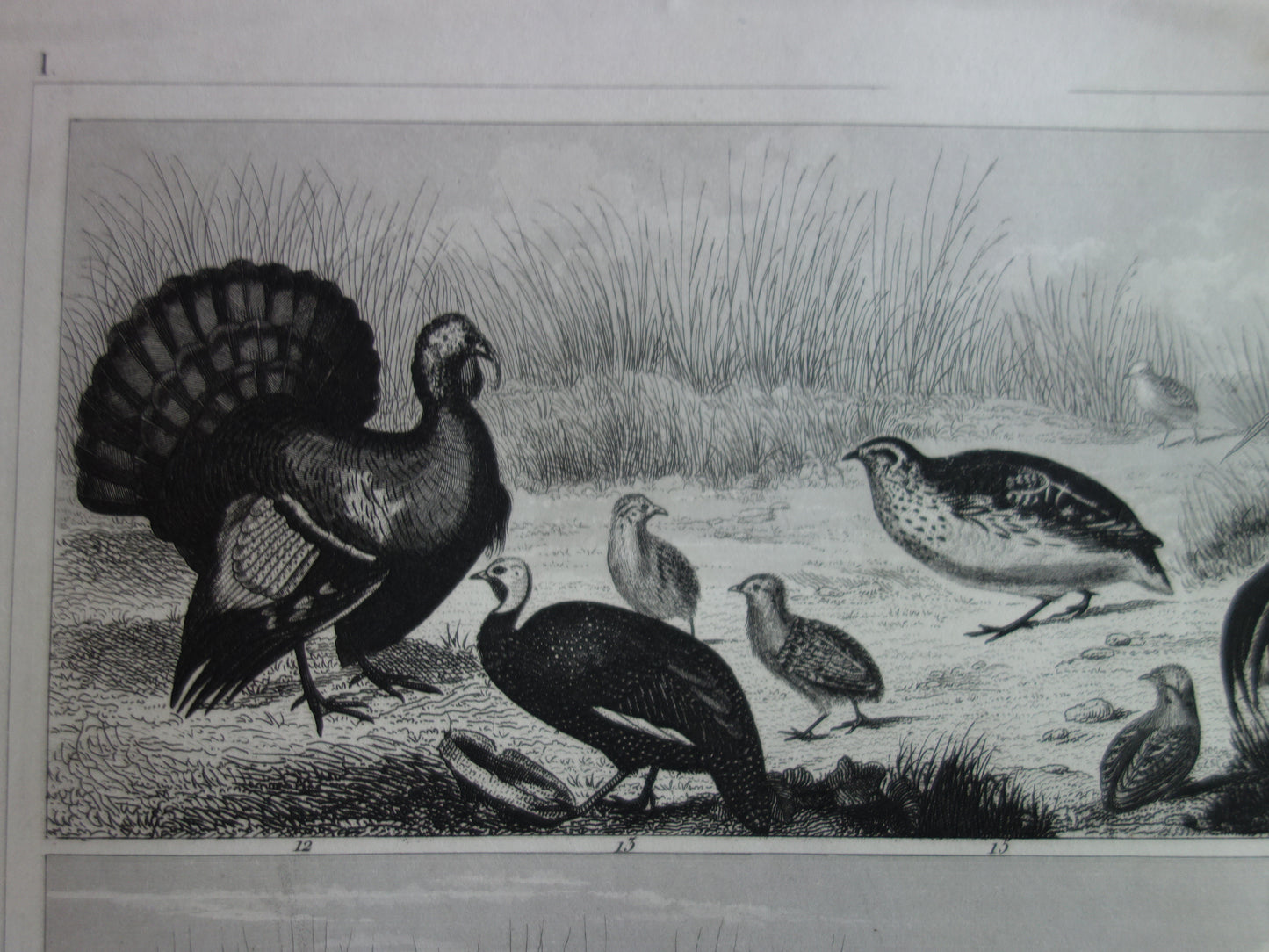 BIRDS antique print original 170+ year old illustration of chicken rooster turkey quail vintage bird print