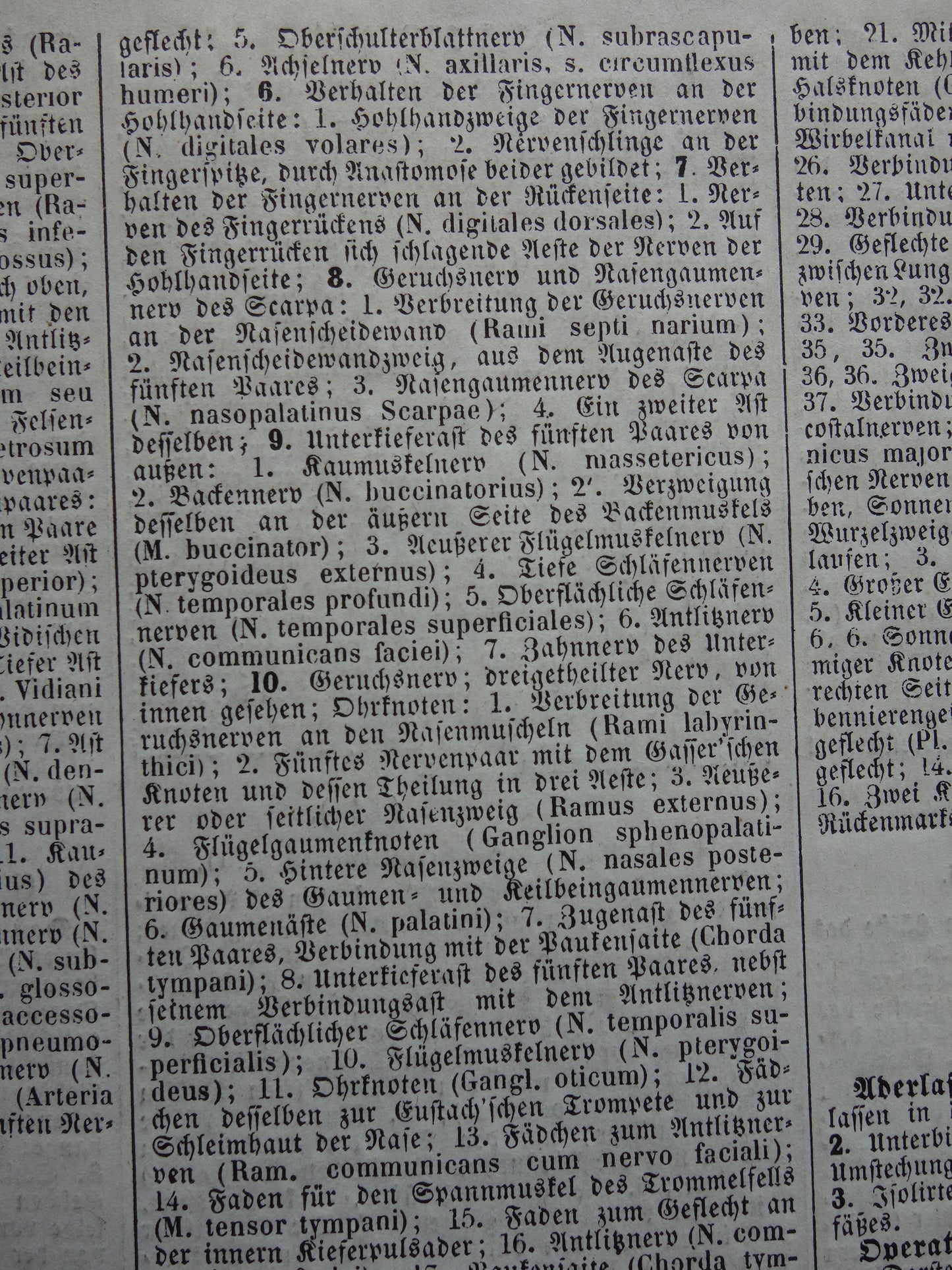 ZENUWSTELSEL Oude Anatomie Prent Zenuwen Originele antieke anatomische illustratie vintage print
