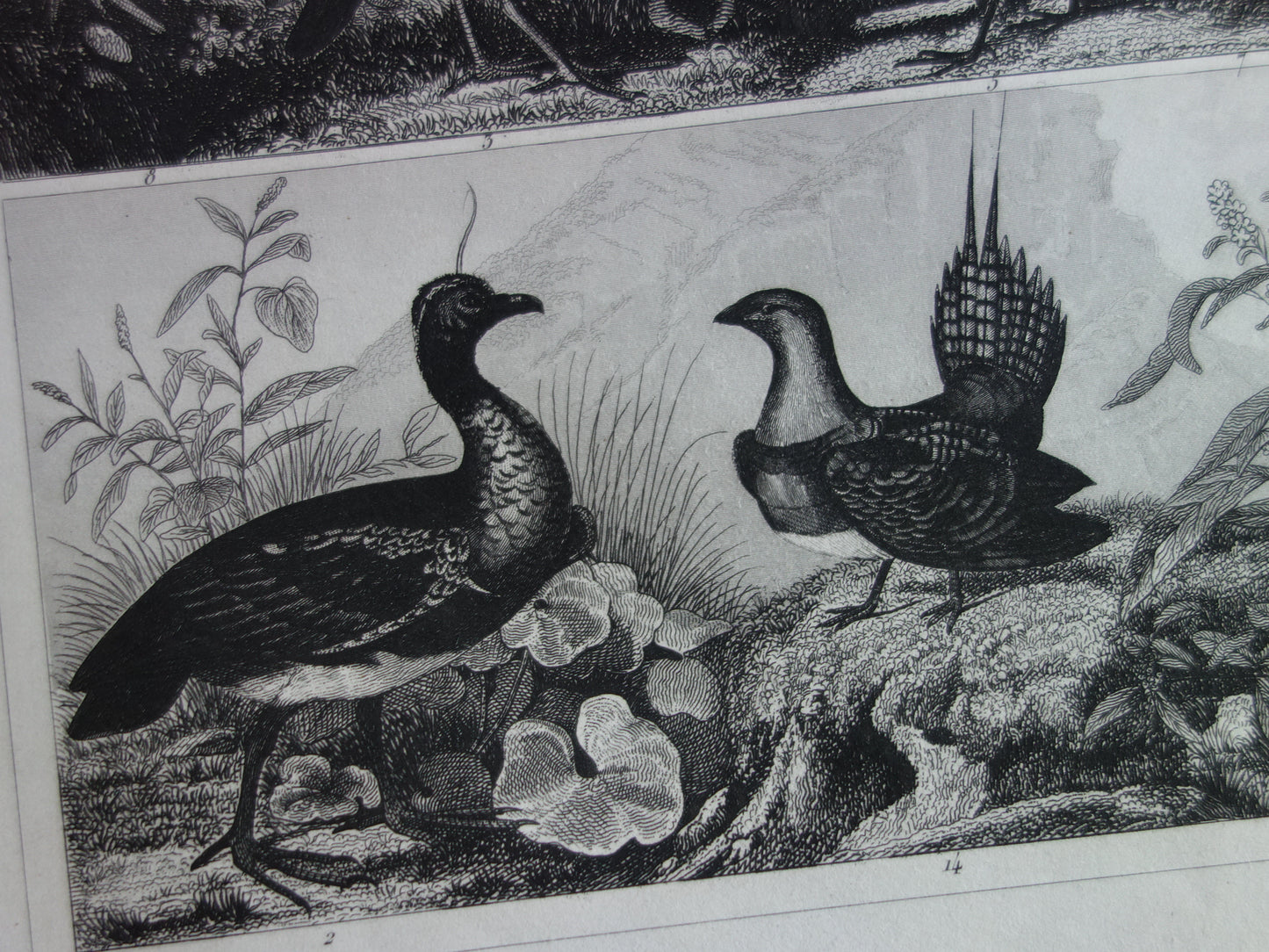 BIRDS antique print original 170+ year old illustration of chicken rooster turkey quail vintage bird print
