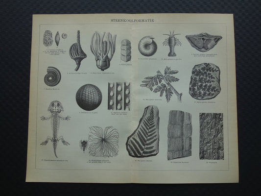 Oude prent van FOSSIELEN gevonden in steenkoop Antieke Nederlandse Illustratie fossiel geologie prints