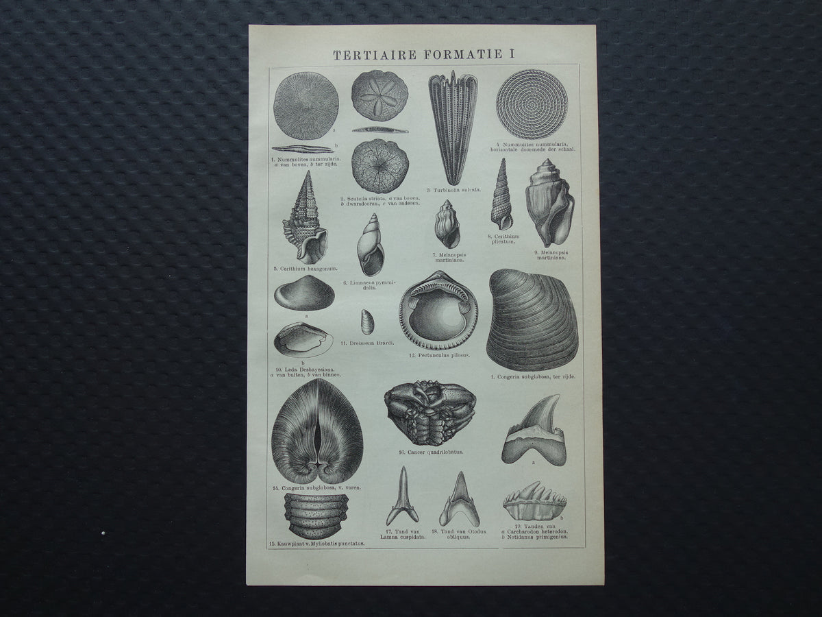 Old print of FOSSILS found in Steenkoop Antique Dutch Illustration fossil geology prints