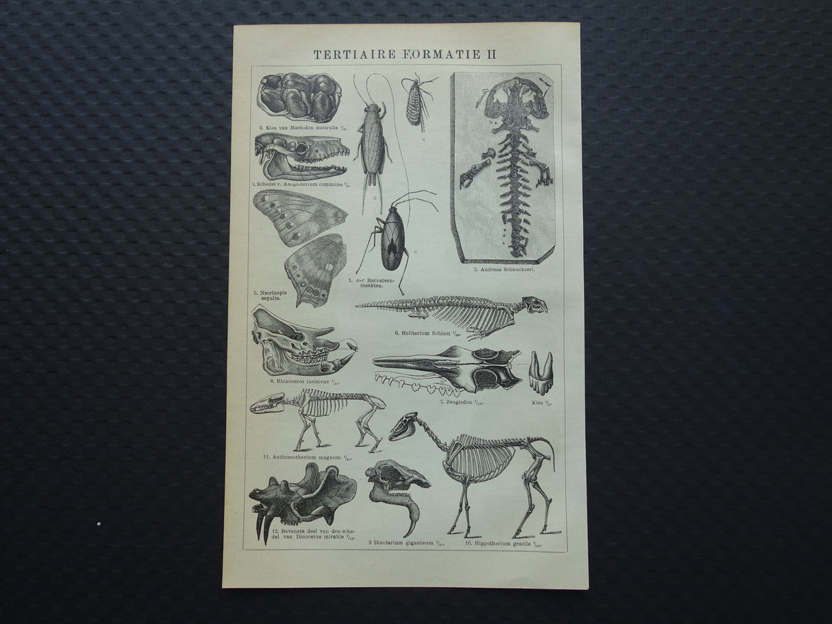 Old print of FOSSILS found in Steenkoop Antique Dutch Illustration fossil geology prints