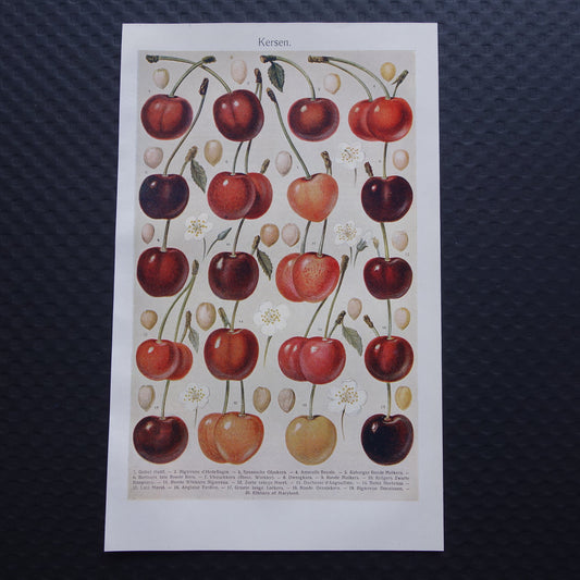 KERSEN oude botanische prent uit 1918 over Kers antieke Nederlandse illustratie print