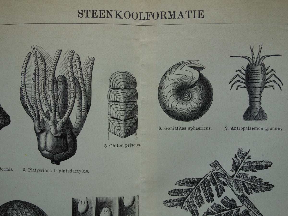 Steenkoolformatie fossielen gevonden in steenkool