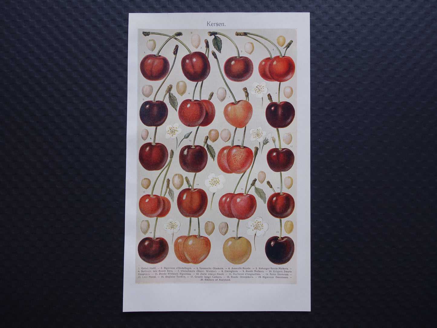 KERSEN oude botanische prent uit 1918 over Kers antieke Nederlandse illustratie print