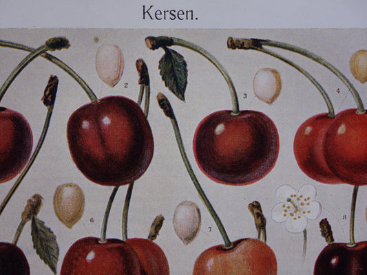 KERSEN oude botanische prent uit 1918 over Kers antieke Nederlandse illustratie print