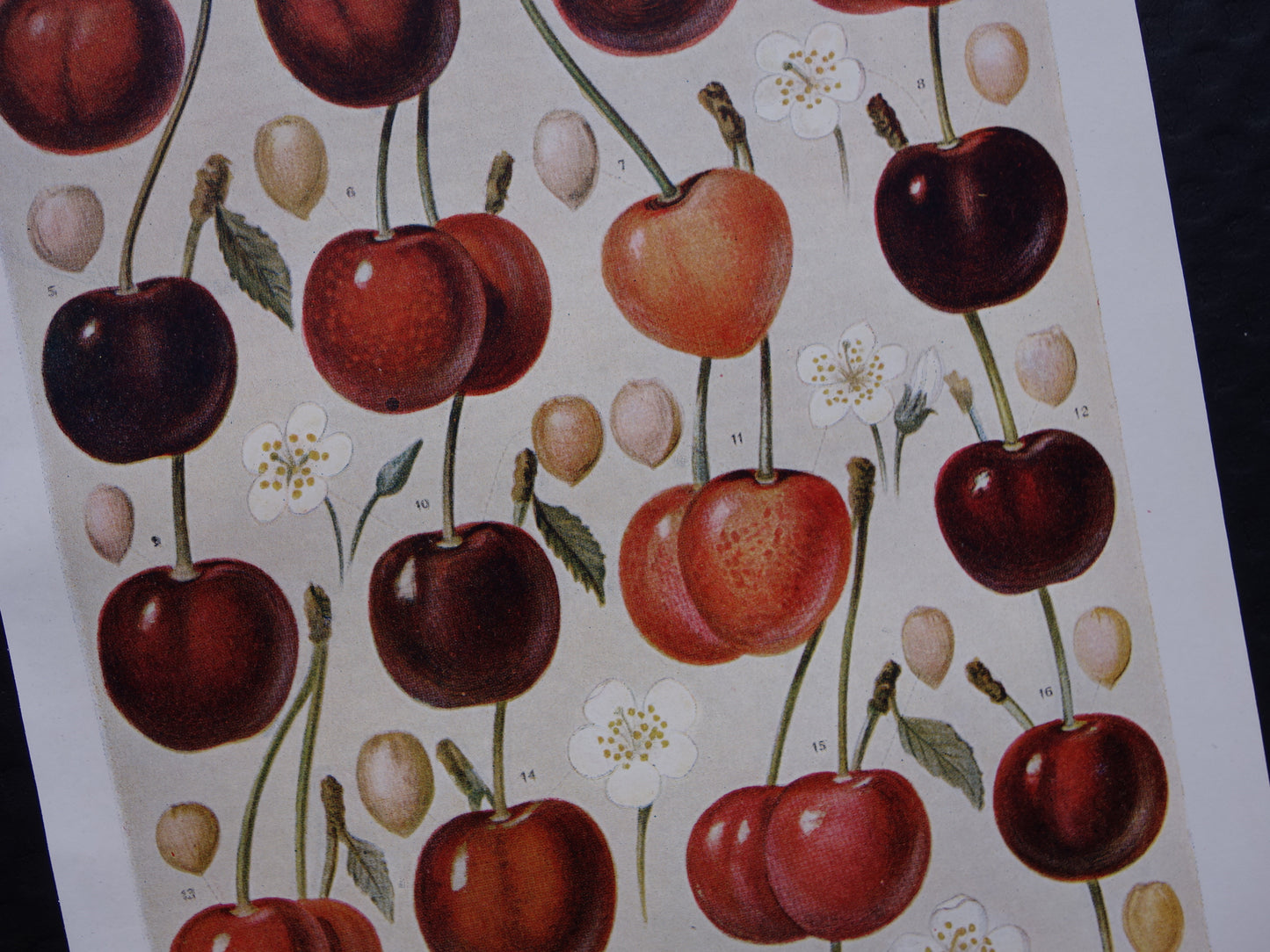 KERSEN oude botanische prent uit 1918 over Kers antieke Nederlandse illustratie print