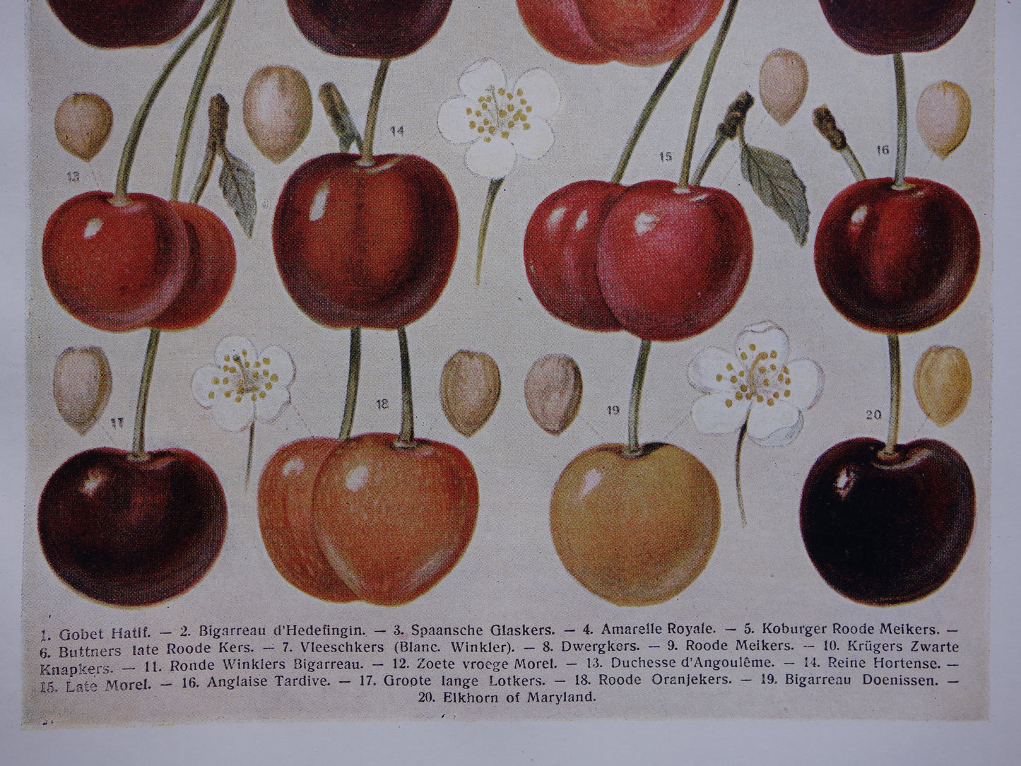 KERSEN oude botanische prent uit 1918 over Kers antieke Nederlandse illustratie print