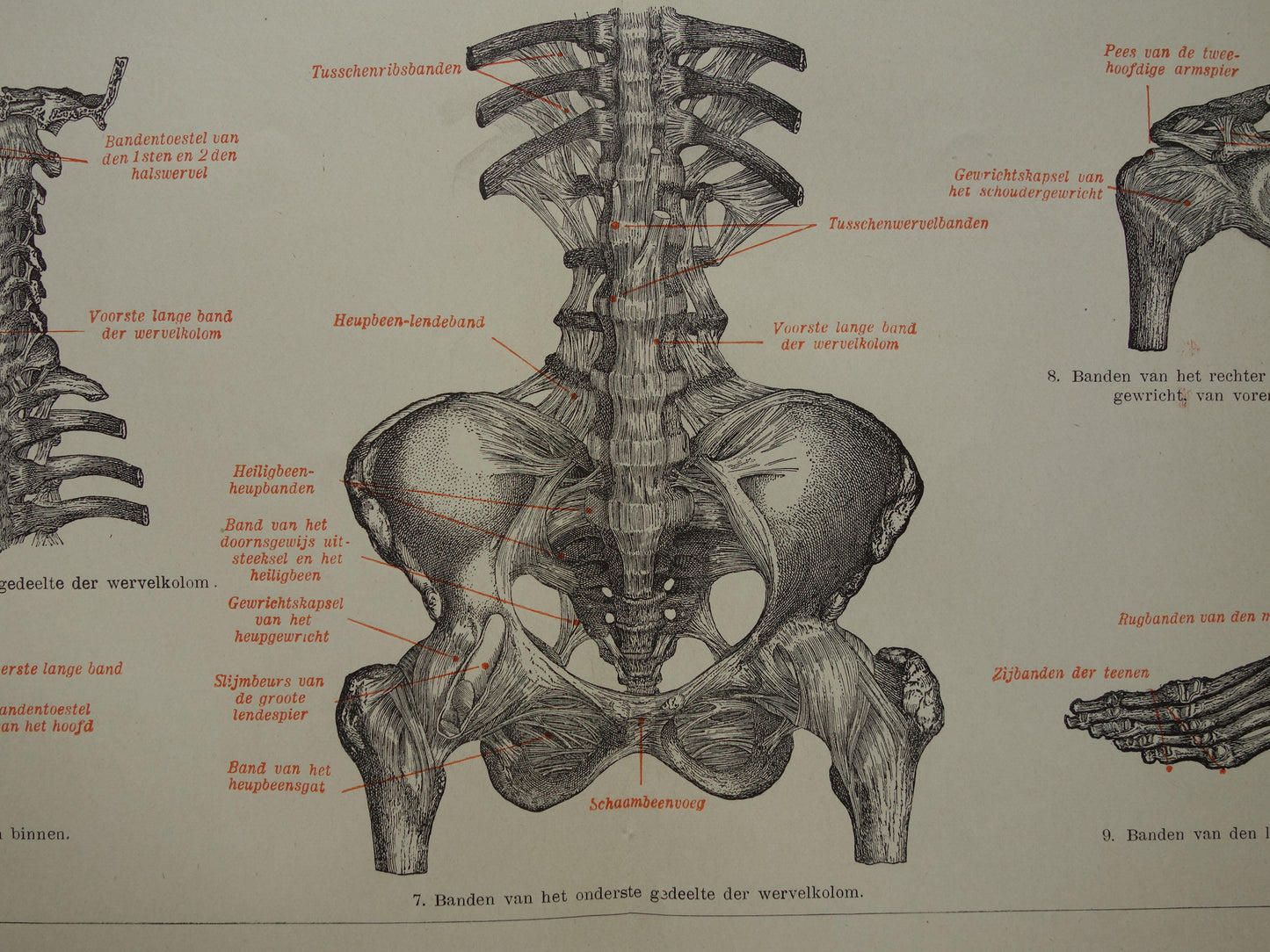 Oude Anatomie Prent Ligamanten Originele antieke anatomische illustratie vintage print van banden ligament gewrichtsbanden