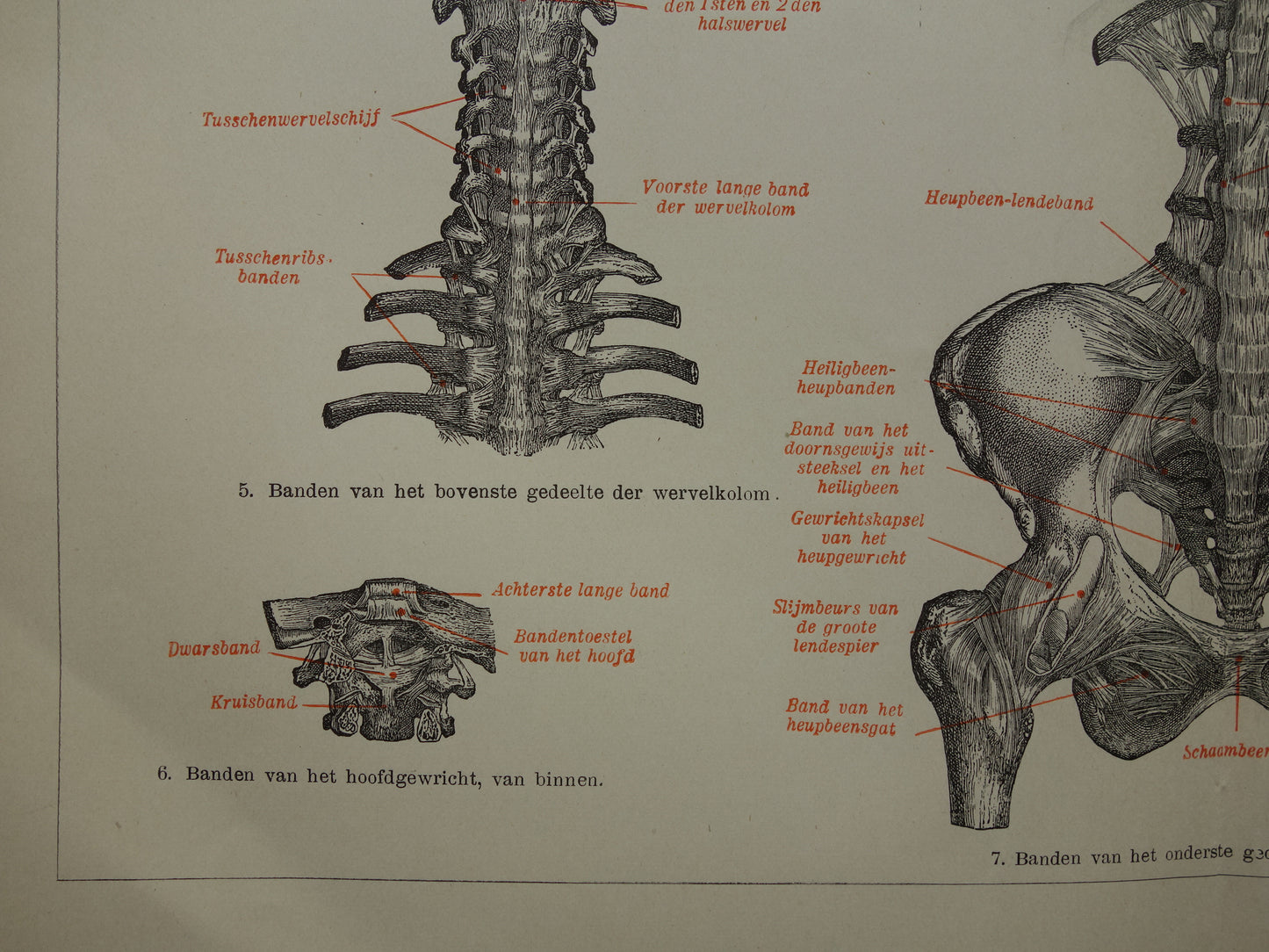 Oude Anatomie Prent Ligamanten Originele antieke anatomische illustratie vintage print van banden ligament gewrichtsbanden