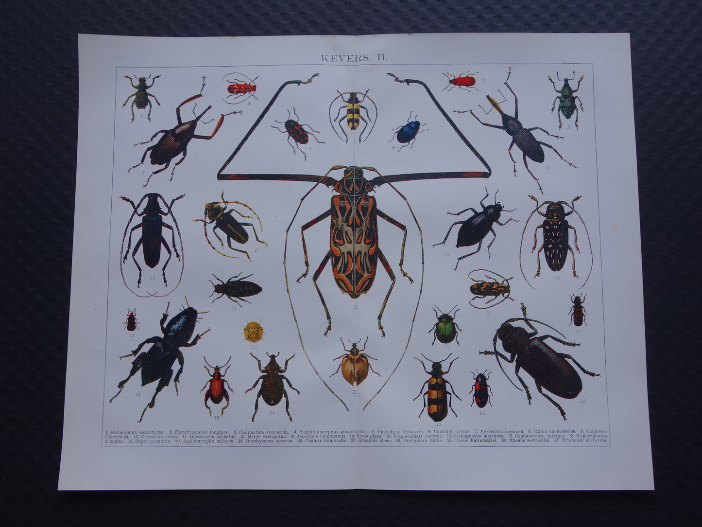 KEVER antieke prent uit 1918 over Keversoorten oude Nederlandse illustratie print kevers