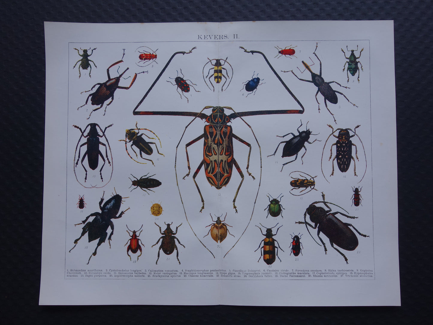 vintage biologie kever prent