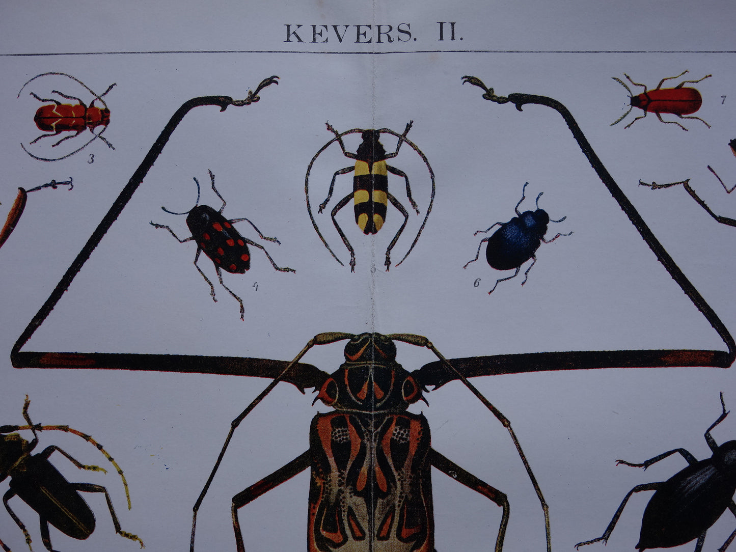 KEVER antieke prent uit 1918 over Keversoorten oude Nederlandse illustratie print kevers