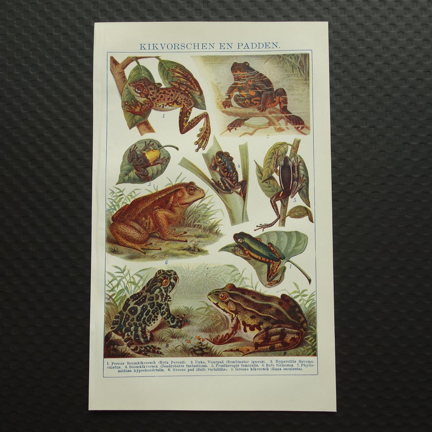 Kikkers oude prent uit het jaar 1918 originele antieke dieren illustratie kikker pad vintage prints