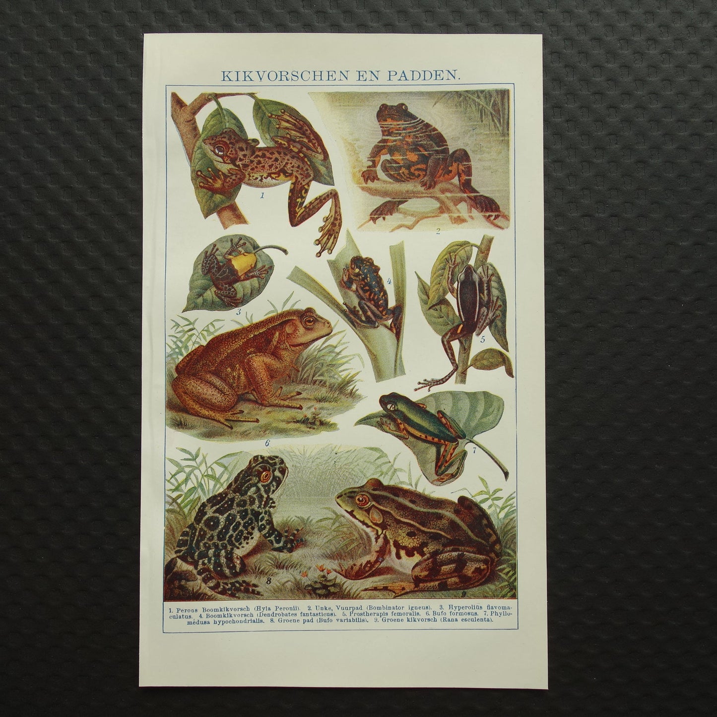 oude illustratie kikkers vintage print