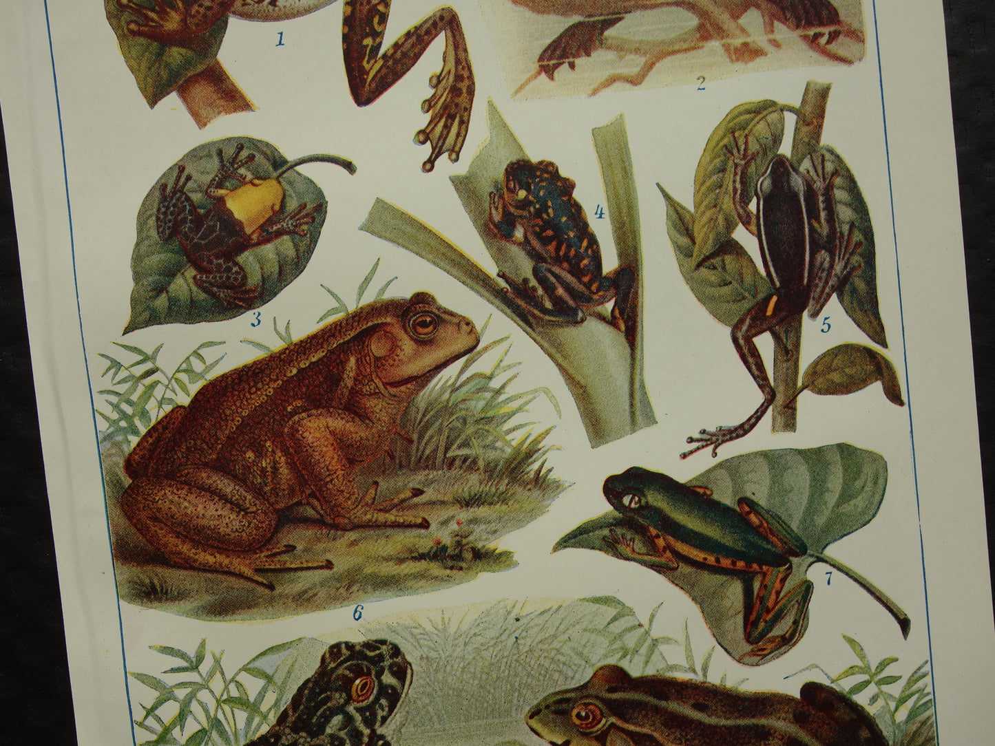 Kikkers oude prent uit het jaar 1918 originele antieke dieren illustratie kikker pad vintage prints