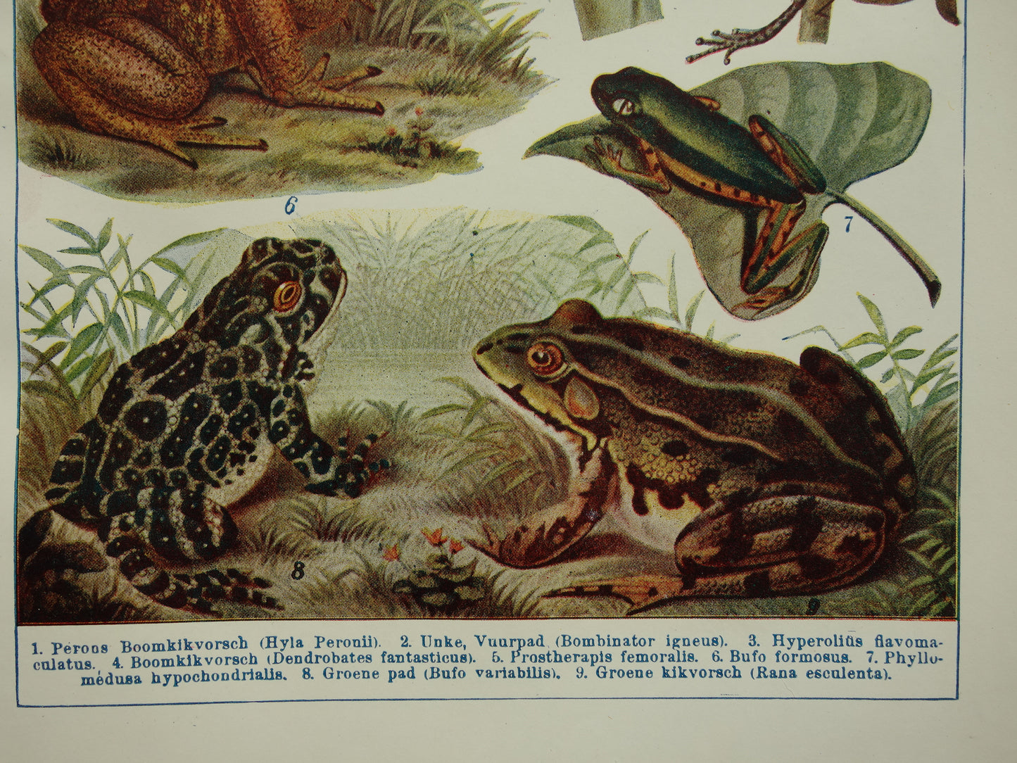 Kikkers oude prent uit het jaar 1918 originele antieke dieren illustratie kikker pad vintage prints