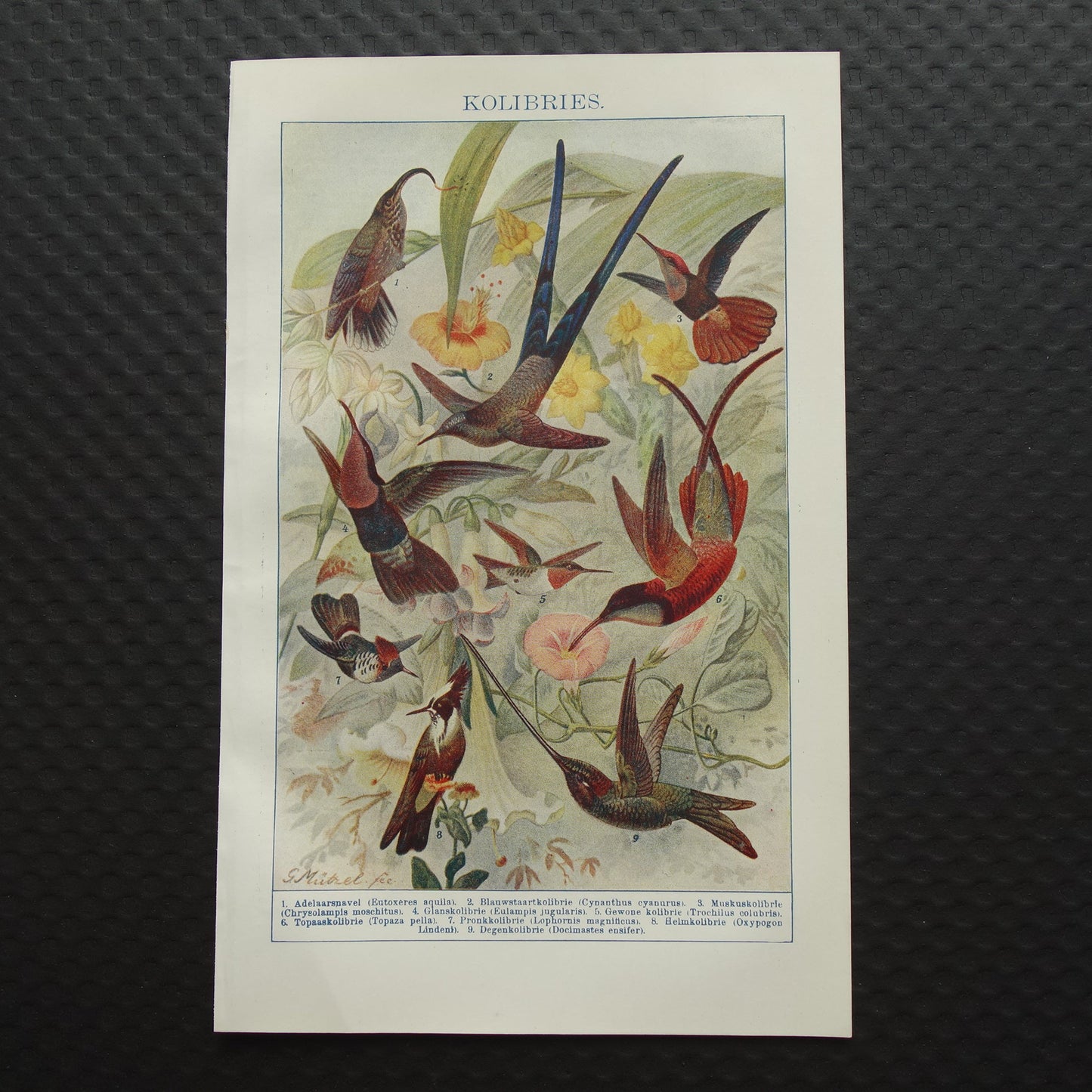 KOLIBRIES oude prent uit het jaar 1918 originele antieke Kolibrie illustratie vintage vogel prints