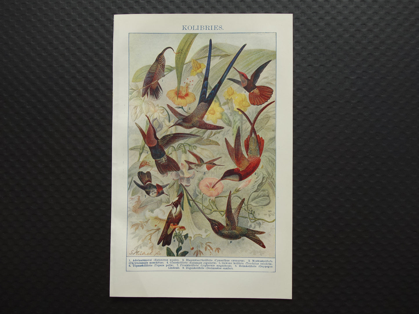 KOLIBRIES oude prent uit het jaar 1918 originele antieke Kolibrie illustratie vintage vogel prints