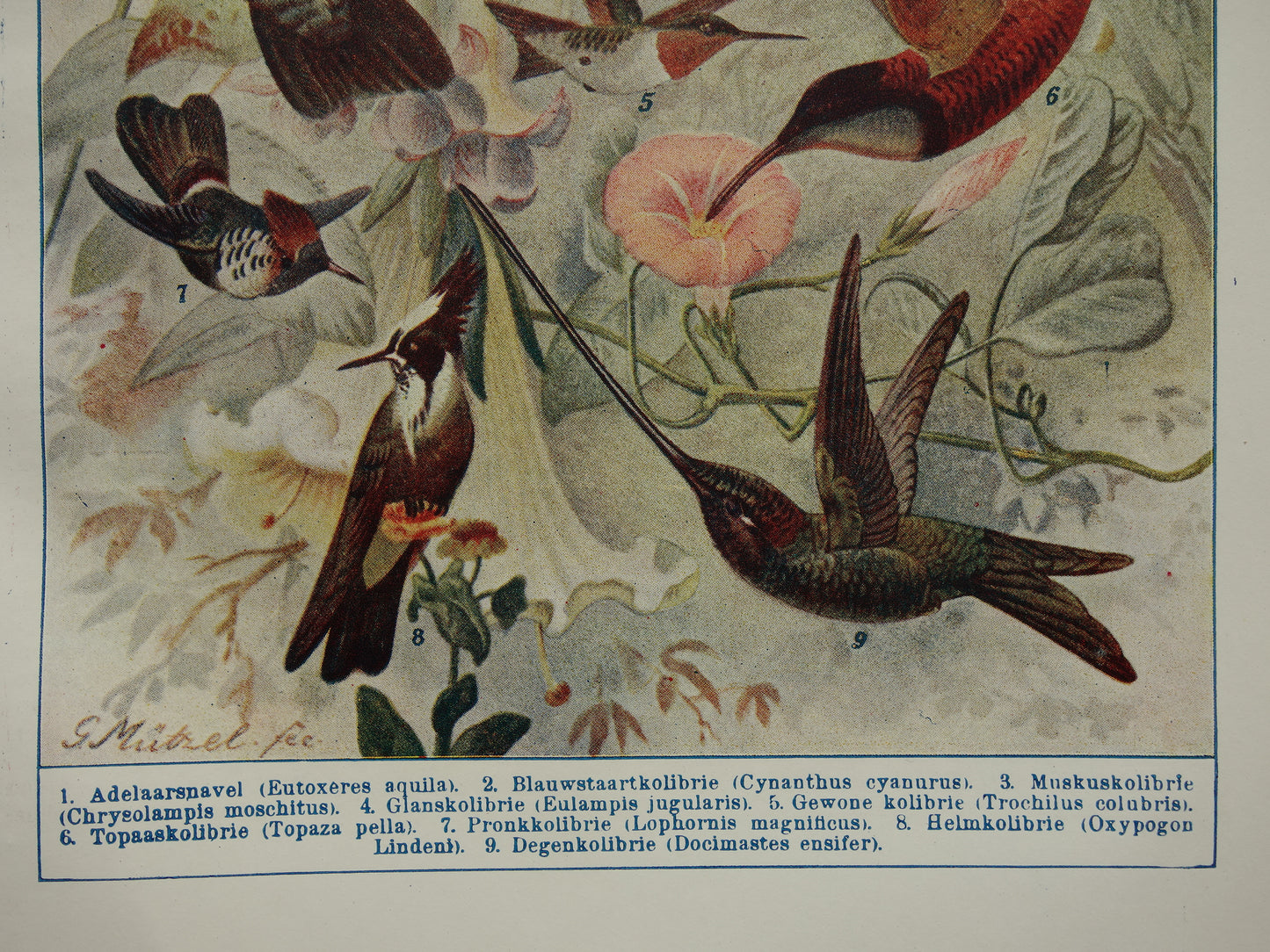 KOLIBRIES oude prent uit het jaar 1918 originele antieke Kolibrie illustratie vintage vogel prints