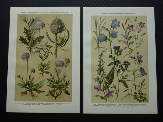 Oude botanische prenten set van twee 1911 originele antieke illustratie bloemen planten Paars