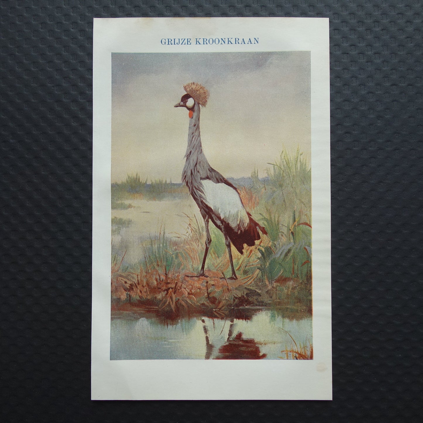 grijze kroonkraanvogel vintage illustratie