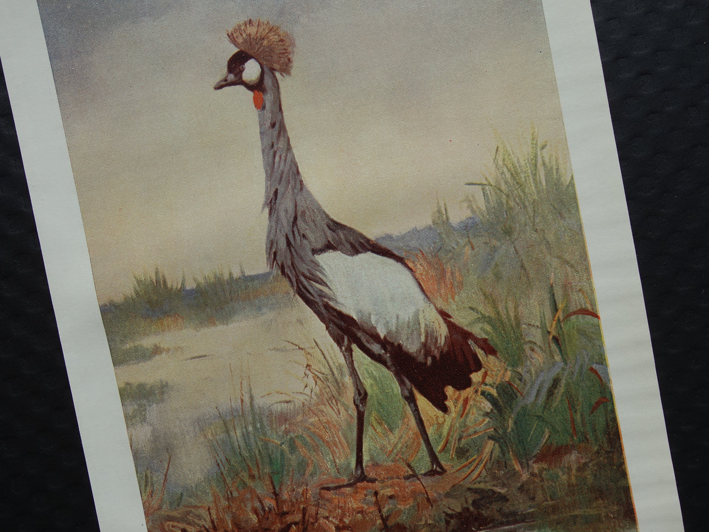 GRIJZE KROONKRAAN oude prent uit het jaar 1918 originele antieke vogel illustratie vintage kroonkraanvogel prints