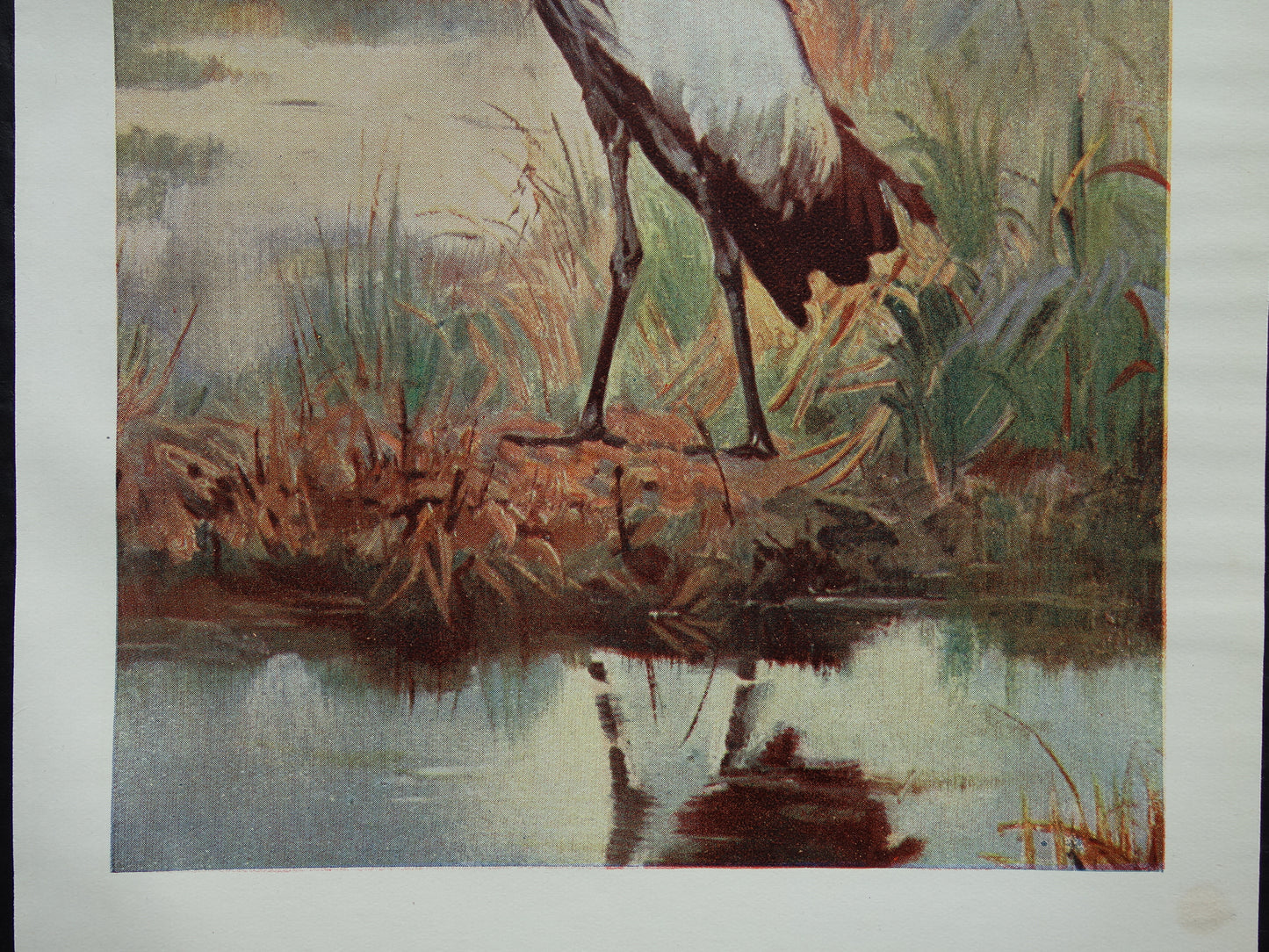 GRIJZE KROONKRAAN oude prent uit het jaar 1918 originele antieke vogel illustratie vintage kroonkraanvogel prints