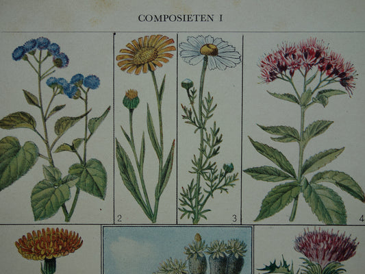 composietenfamilie bloemen