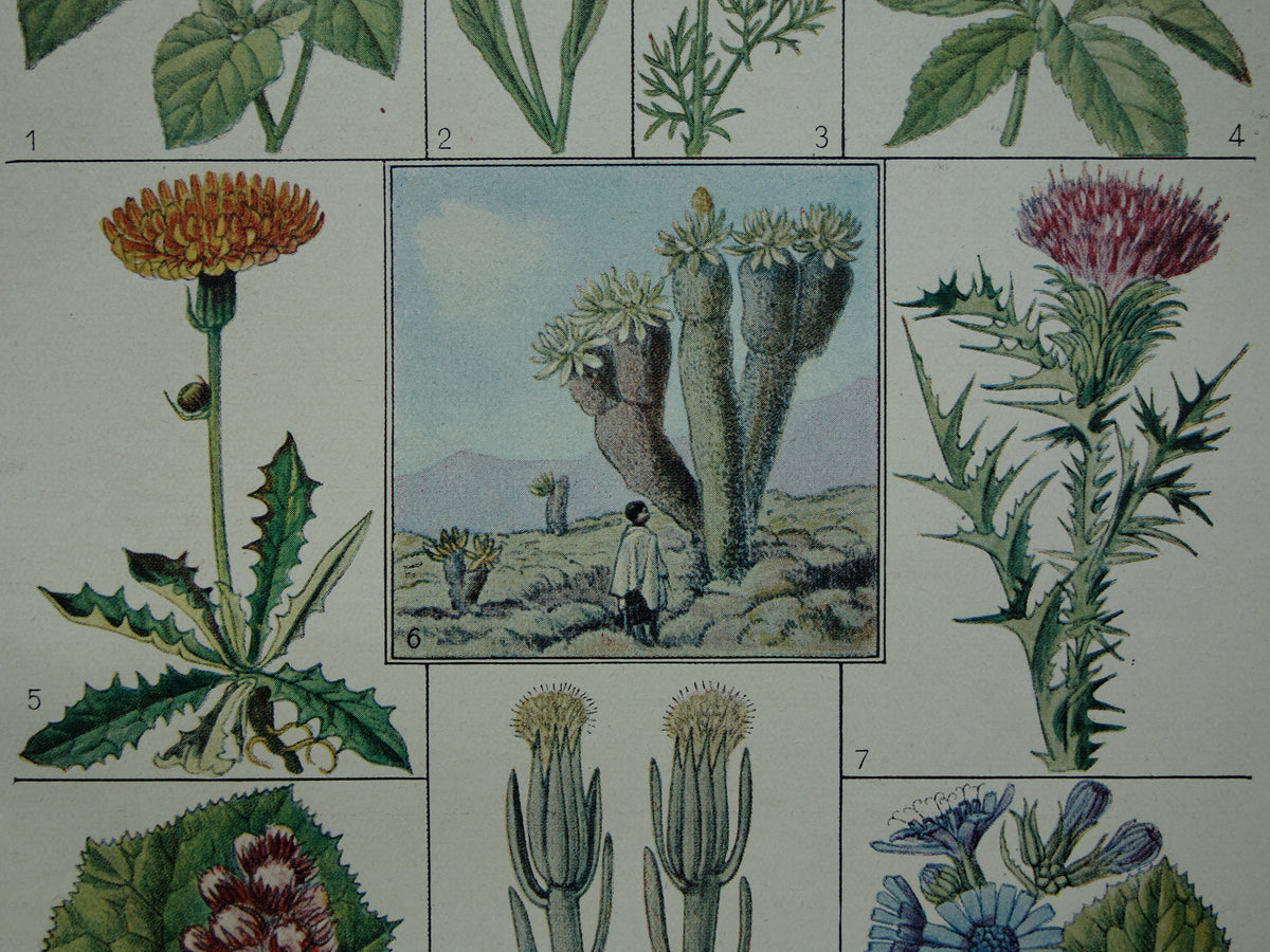 FLOWERS Old Botanical Print Thistle Original vintage plant illustration Flower Small print
