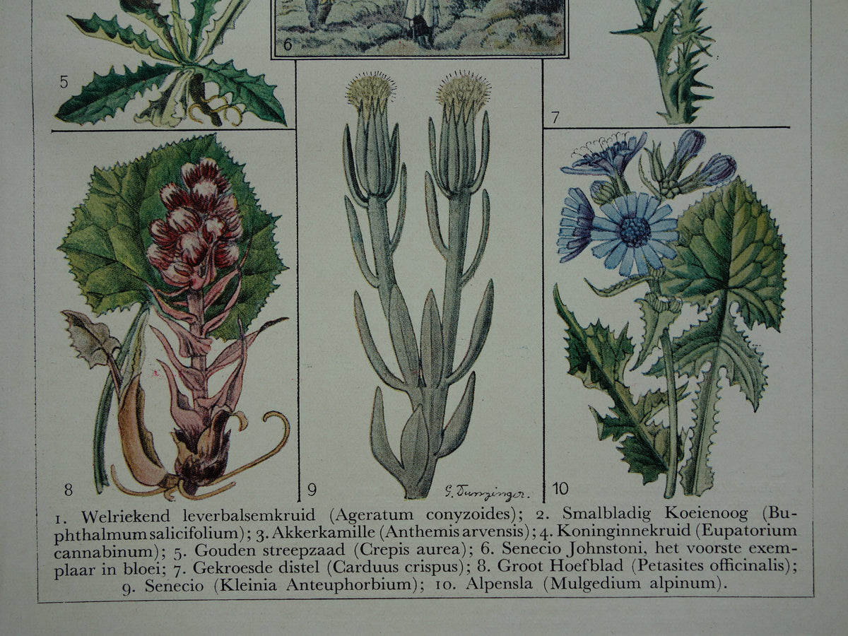 FLOWERS Old Botanical Print Thistle Original vintage plant illustration Flower Small print