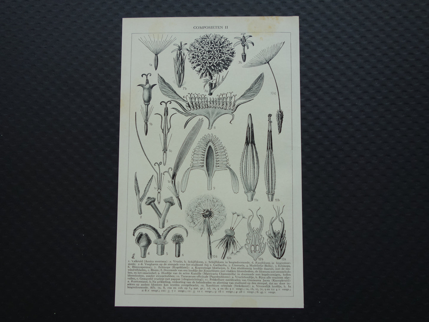 BLOEMEN Oude Botanische Prent Distel Originele vintage planten illustratie Bloem Kleine print