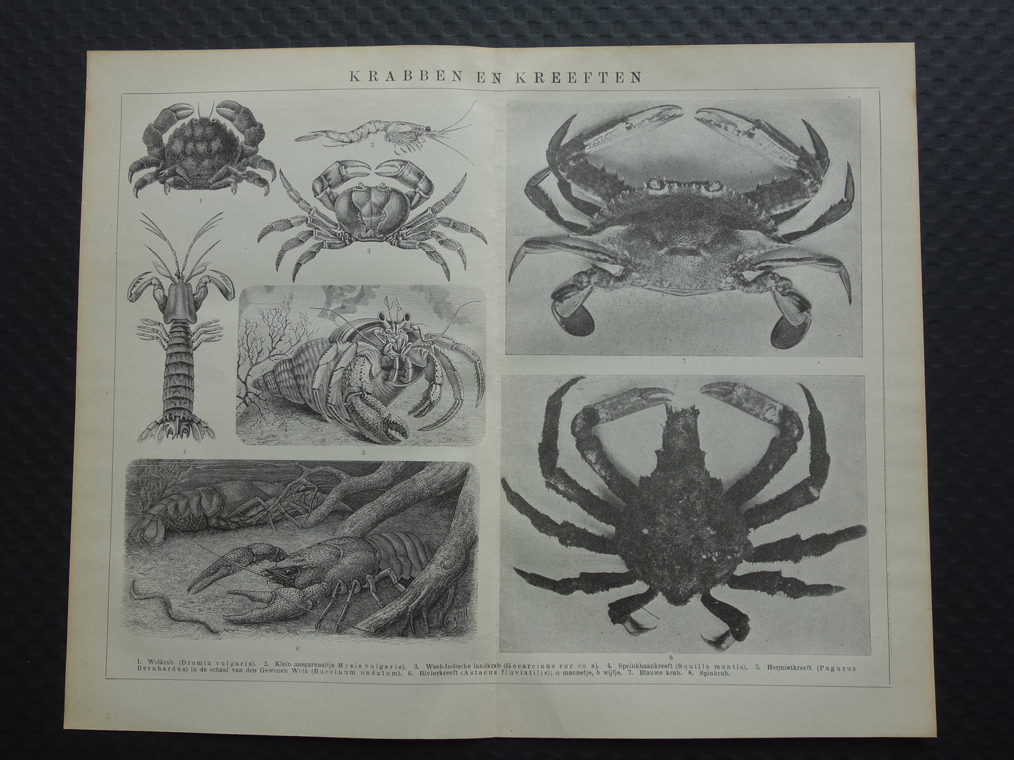 Krabben en Kreeften oude prent uit het jaar 1918 originele antieke Krab Kreeft illustratie vintage dieren prints