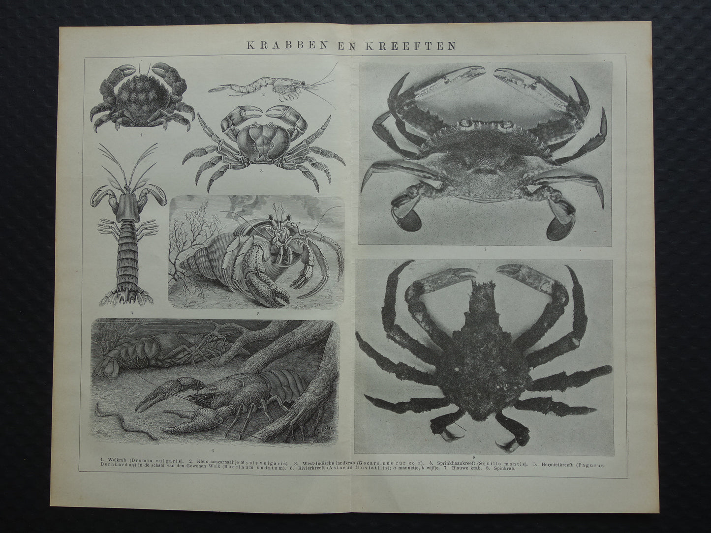 Krabben en Kreeften oude prent uit het jaar 1918 originele antieke Krab Kreeft illustratie vintage dieren prints