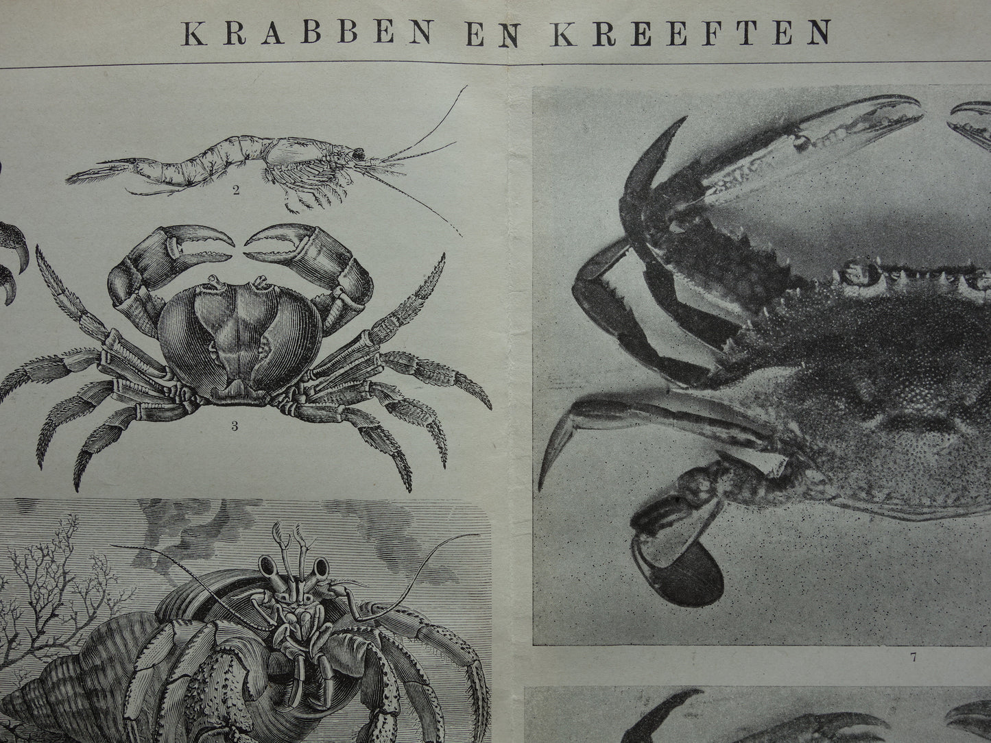 Krabben en Kreeften oude prent uit het jaar 1918 originele antieke Krab Kreeft illustratie vintage dieren prints