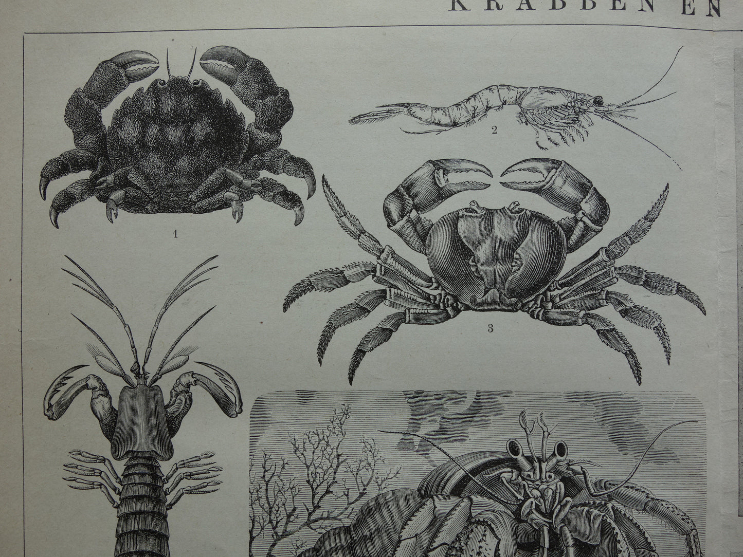 Krabben en Kreeften oude prent uit het jaar 1918 originele antieke Krab Kreeft illustratie vintage dieren prints