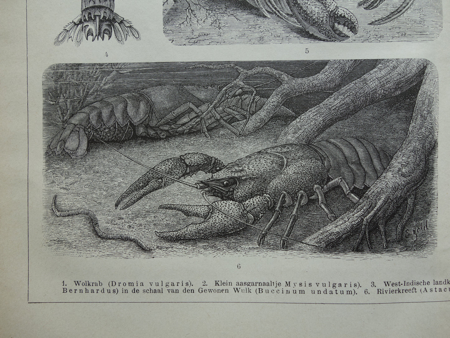 Krabben en Kreeften oude prent uit het jaar 1918 originele antieke Krab Kreeft illustratie vintage dieren prints