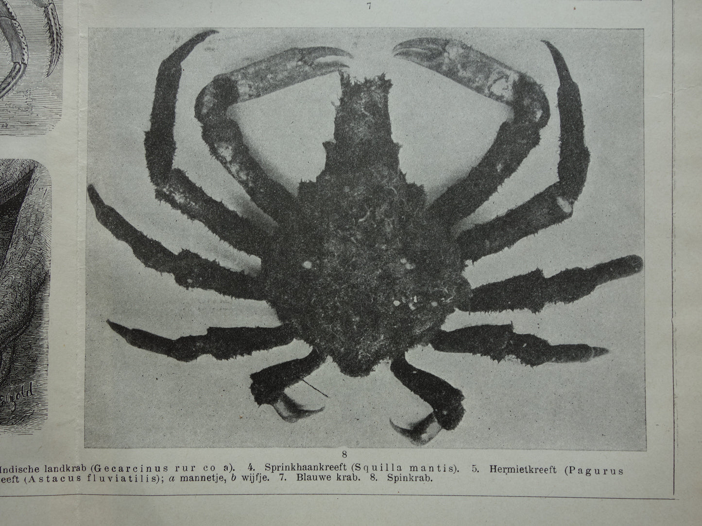 Krabben en Kreeften oude prent uit het jaar 1918 originele antieke Krab Kreeft illustratie vintage dieren prints