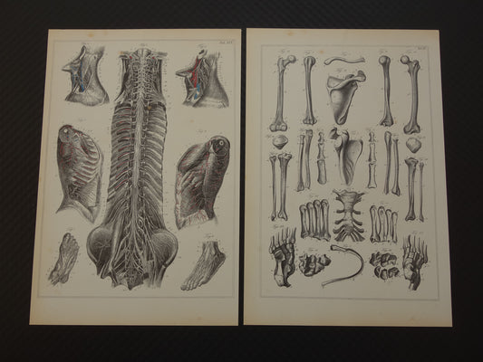 Oude anatomische prent Set van 2 vintage prints Anatomie Mens
