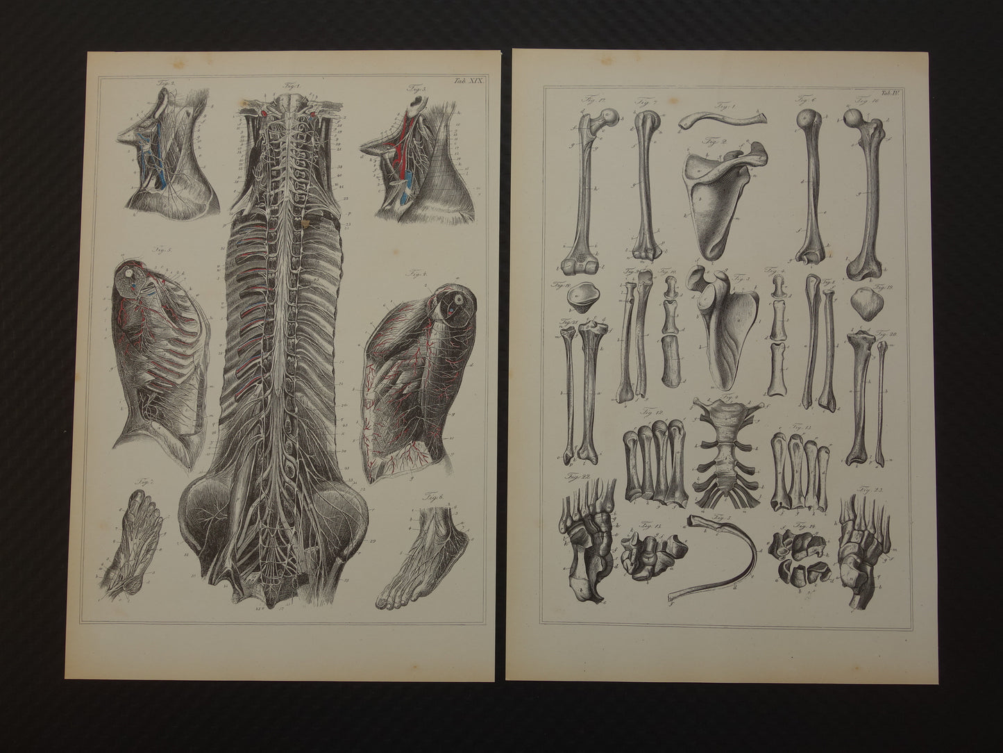 Oude anatomische prent Set van 2 vintage prints Anatomie Mens