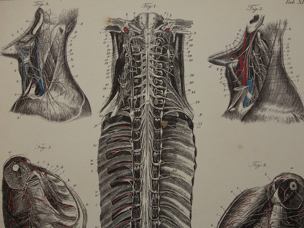 Old anatomical print Set of 2 vintage prints Anatomy Human