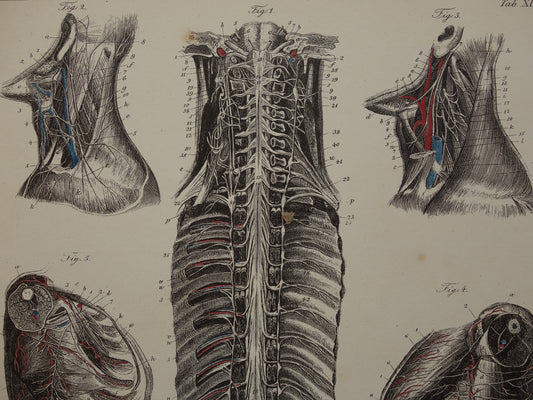 Oude anatomische prent Set van 2 vintage prints Anatomie Mens