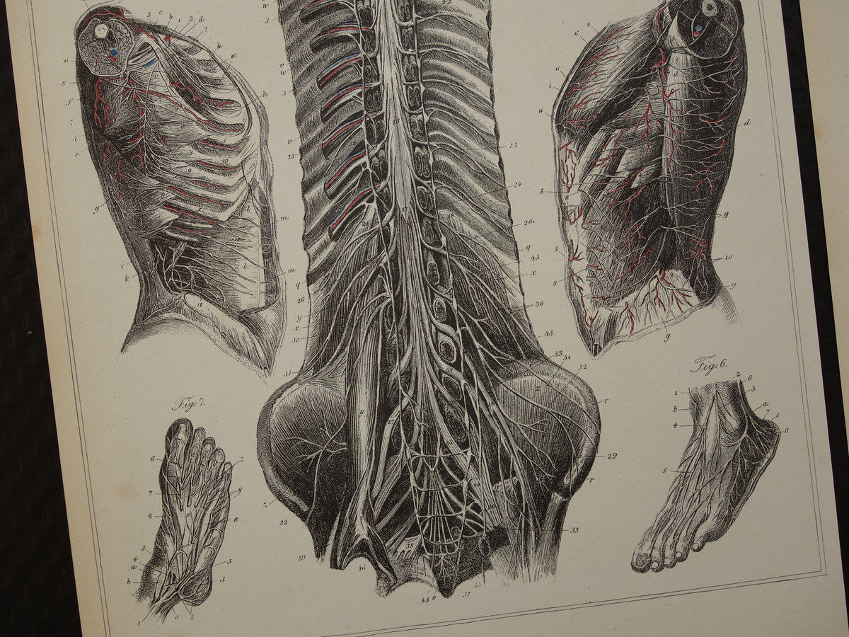Old anatomical print Set of 2 vintage prints Anatomy Human