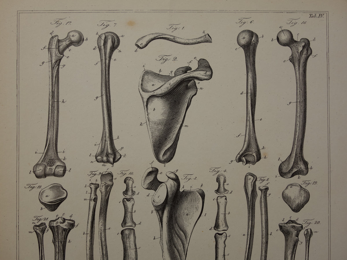 Old anatomical print Set of 2 vintage prints Anatomy Human