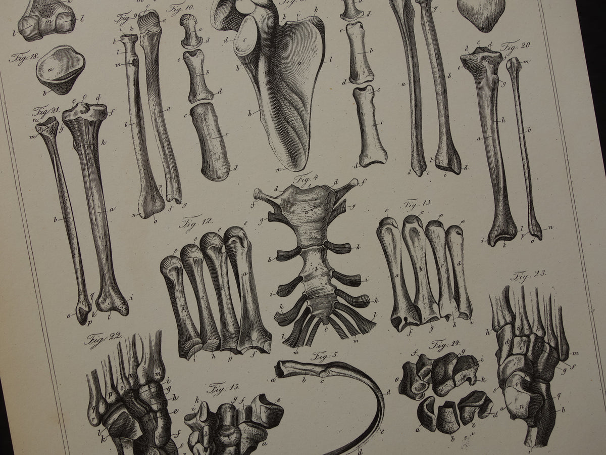 Old anatomical print Set of 2 vintage prints Anatomy Human