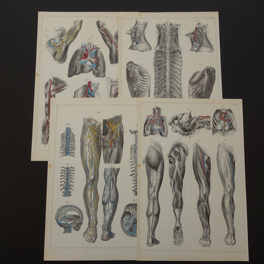 Oude anatomie prent Set van 4 vintage re-prints van antieke anatomische prenten Menselijk Lichaam
