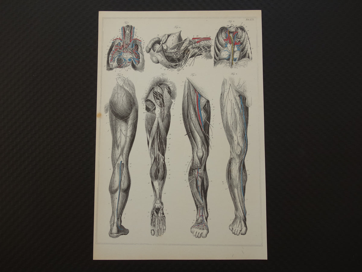 Old anatomy print Set of 4 vintage reprints of antique anatomical prints Human Body
