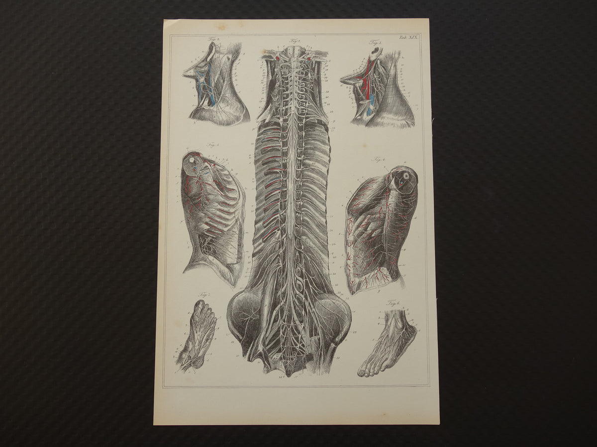 Old anatomy print Set of 4 vintage reprints of antique anatomical prints Human Body