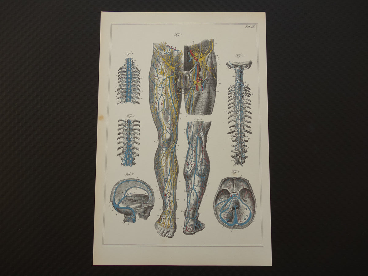 Old anatomy print Set of 4 vintage reprints of antique anatomical prints Human Body
